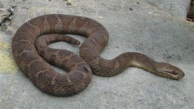 شاهد.. تحذير من ظهور الثعابين في هذه المناطق بسبب الحرارة 