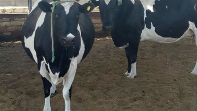 أستاذ زراعة يكشف مزايا مبادرة تحسين سلالات الأبقار (فيديو)