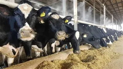 بدء استيراد عجول للذبح الفوري من المزارع المصرية بتشاد