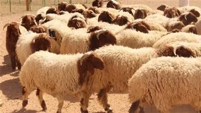 استعدادات حكومية لعيد الأضحى.. اعرف التفاصيل