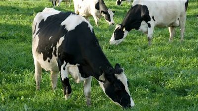 الخدمات البيطرية تكشف أهمية التأمين على الماشية: 