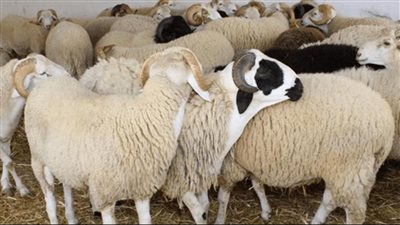 بيان عاجل بالنواب بشأن ارتفاع أسعار الأضاحي قبل العيد 