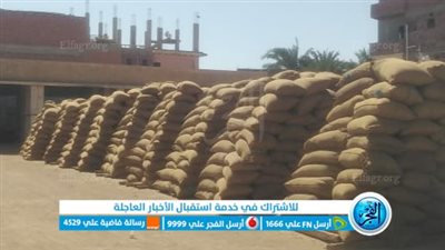  توريد 227 ألف طن قمح للشون والصوامع ببني سويف