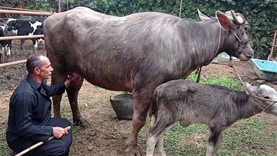 الزراعة: مصر تمتلك مليون أنثى من الجاموس (فيديو)