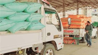 ارتفاع نسبة توريد القمح بالشرقية والمحافظ: 