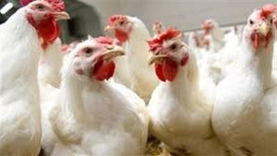  أسعار الدواجن والبيض اليوم الأحد 26-6-2022