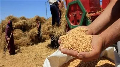 خبير اقتصادي: الحرب الروسية رفعت سعر طن القمح من 200 لـ500 دولار