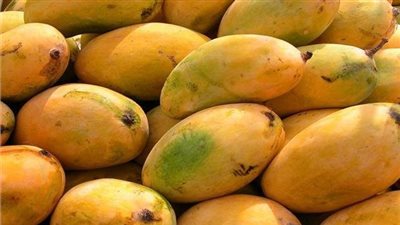 محافظة أسوان تزف بشرى سارة لـ محبي المانجو (فيديو)