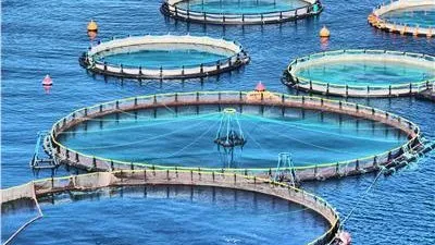 نقيب الزراعيين: مصر الرابعة عالميًا في الاستزراع السمكي (فيديو)