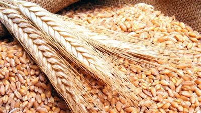 ضبط 1،400 طن أقماح محلية محظور تداولها بالإسكندرية 