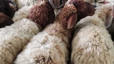 غرفة القاهرة تزف بشرى سارة لأهالي منطقة باب الشعرية (فيديو)