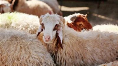 نائب محافظ الفيوم يكشف الاستعدادات لاستقبال عيد الأضحى (فيديو)