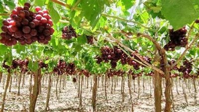 خبير زراعي: الأسمدة الحيوية حققت زيادة ٦ أضعاف بمحصول العنب بوادي النطرون