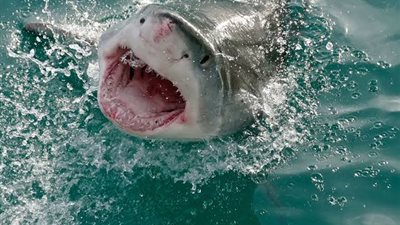 عاجل.. أول تعليق لصاحب مركب اصطياد سمكة قرش الغردقة