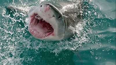 بعد ظهوره بالغردقة.. تحذيرات عاجلة من 