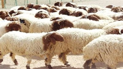 الخدمات البيطرية توجه نصائح لشراء أضحية سليمة خالية من الأمراض (فيديو)