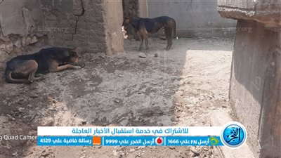  أول صور لمدفن المذيعة شيماء جمال والكلاب حوله: كانت بتحبهم