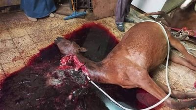 ضبط محل جزارة يقوم بذبح الأحصنة وبيعها للمحلات بالقليوبية (صور)