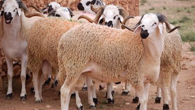 تعرف على شروط الأضحية الصحيحة في عيد الأضحى
