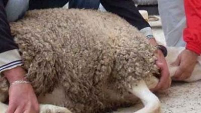 الطب البيطري يحذر من ذبح الأضاحي في الشوارع: ينقل الأمراض (فيديو)