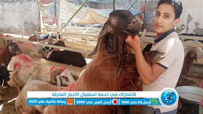 ننشر أسعار وأوزان الجدي الدمشقي قبيل عيد الأضحى بدمنهور (فيديو وصور)