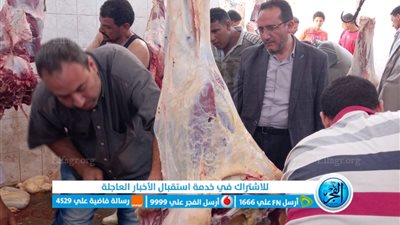 مجازر كفر الشيخ تستقبل 584 رأس ماشية (صور)