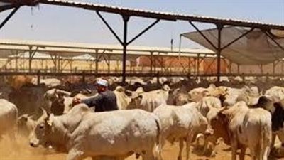 مشروع أضاحي تعلن ذبح أكثر من ٣٦٤ ألف رأس في ثاني أيام العيد