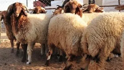 القائمة الكاملة لأسعر جلود الأضحية 2022