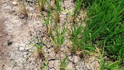 استغاثة من مزارعي بني عبيد في الدقهلية لحماية أراضٍ كثيرة مهددة بالبوار