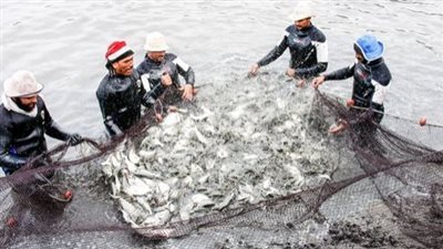 معهد الاقتصاد الزراعي يزف بشرى سارة بشأن الأسماك (فيديو)