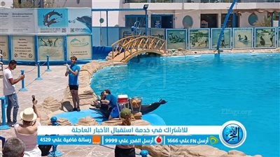 شاهد.. عروض الدولفين تجذب زوار الغردقة (فيديو وصور)