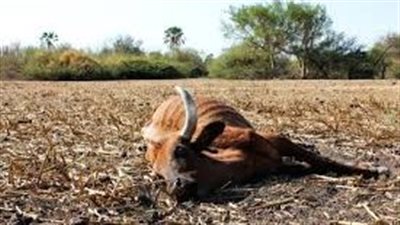 بسبب الجفاف.. موت 1.5 مليون رأس من الماشية في إثيوبيا