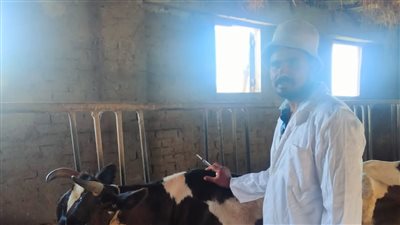 بدء فعاليات الحملة القومية لتحصين المواشي في الدقهلية