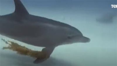 شاهد.. غواصون يحررون دولفين ذو الأنف الزجاجى من عوالق بالغردقة 