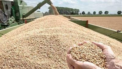 خبير: صوامع القمح القديمة كانت تهدر 30% من القمح
