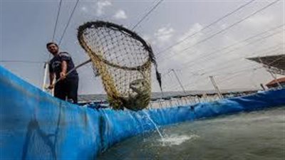 استكمالًا للمرحلة الأولى.. استزراع مليون زريعة أسماك ببحر أبو الأخضر في الشرقية 