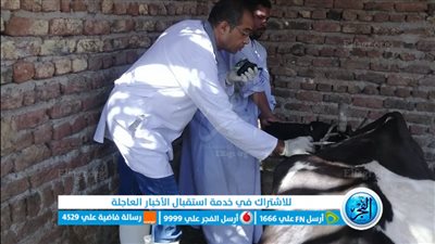 تحصين 6 آلاف رأس ماشية ضد الحمى القلاعية في الأقصر 