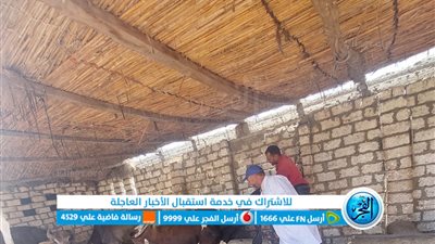 تحصين 59 ألف رأس ماشية ضد الأمراض في كفر الشيخ 
