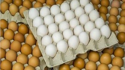 وزير الزراعة يزف بشرى سارة حول أسعار الأعلاف وكرتونة البيض (فيديو)