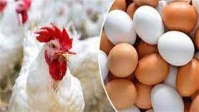 أسعار البيض تتراجع في السوق المحلي بعد تدخل وزارة الزراعة 