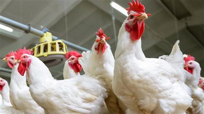 اتحاد منتجي الدواجن: الفراخ المصرية تتواجد في منافذ التموين خلال اسبوع 