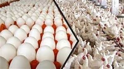 عاجل.. شعبة الدواجن: إنخفاض حاد في أسعار البيض اليوم الثلاثاء 26 يوليو 2022