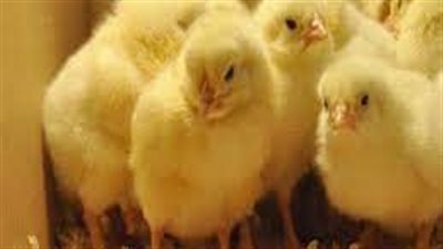  تبدأ من 6 جنيه.. أسعار الكتاكيت بجميع أنواعها اليوم الثلاثاء 26 يوليو 2022 