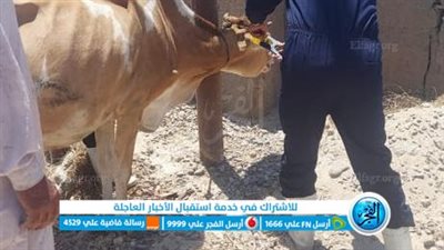 تحصين 12 ألف رأس ماشية ضد الحمى القلاعية في الإسماعيلية 