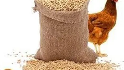 شعبةالدواجن: أنخفاض 1100 جنيه في طن الاعلاف 