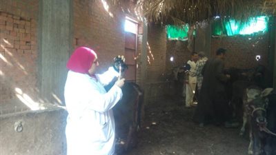 تحصين ما يزيد عن (102) ألف رأس من الماشية ضد الحمى القلاعية