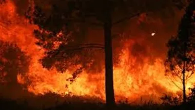 ماهي آخر تطورات حرائق الغابات في أوروبا؟