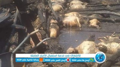 نفوق 50 رأس ماشية وماعز.. السيطرة علي حريق حظيرة في المنوفية