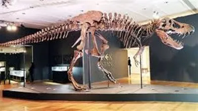 في مزاد علني.. بيع هيكل ديناصور بـ6.1 مليون دولار في نيويورك 
