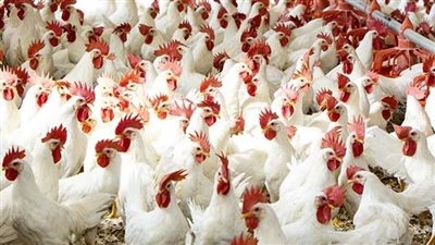 أسعار الدواجن والبيض اليوم الثلاثاء 2 / 8 / 2022 في الأقصر